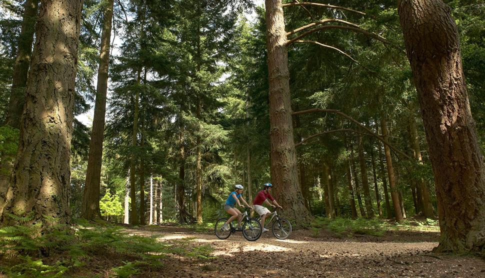 Gravel Cycle Trail Circular Route from Brockenhurst, New Forest