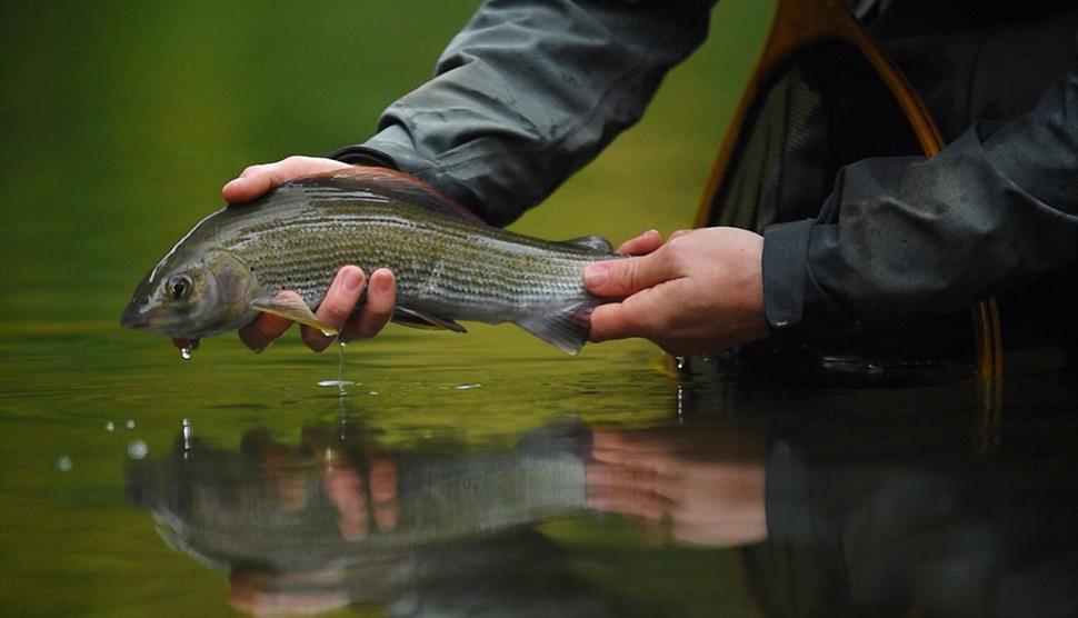 One Day Grayling Course