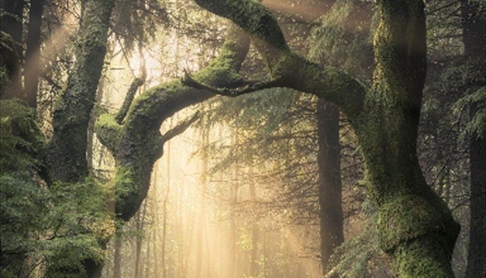 Woodland trees - The Sixteen: The Choral Pilgrimage 2022