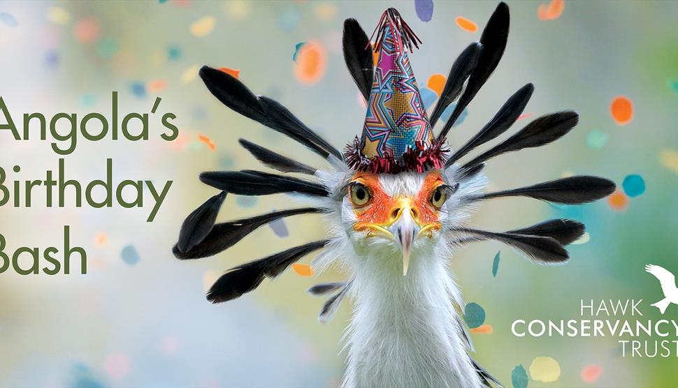 A secretary bird with a birthday hat on, and confetti going off in the background