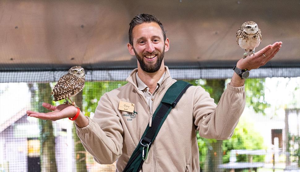 Owl's at the Hawk Conservancy Trust