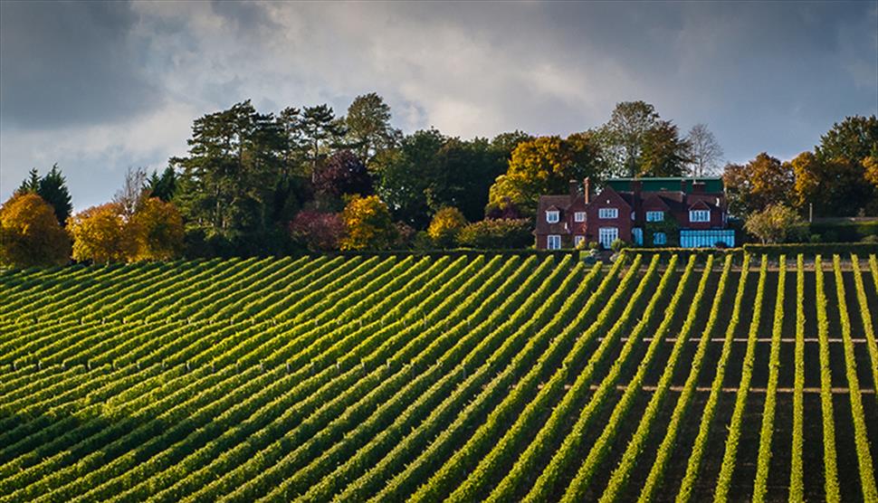 Hambledon Vineyard Cheese and Wine