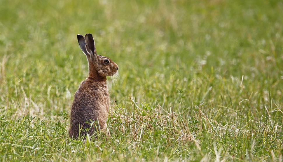 Wildlife Photography Walk and Workshop of The Cholderton Estate