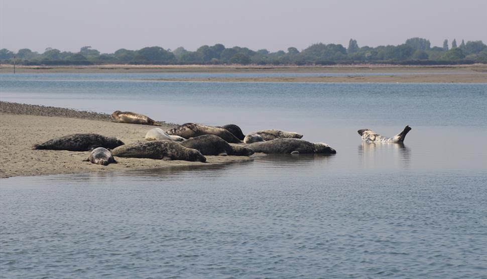 Hayling Boat Trips