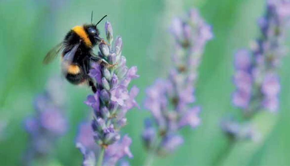 Health and Wellbeing Course at Sir Harold Hillier Gardens