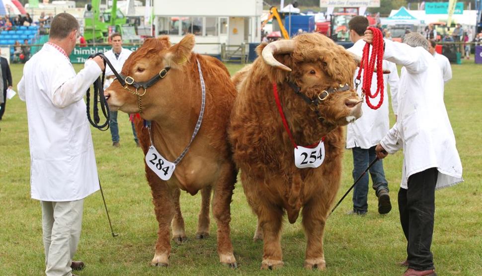 Royal County of Berkshire Show at Newbury Showground