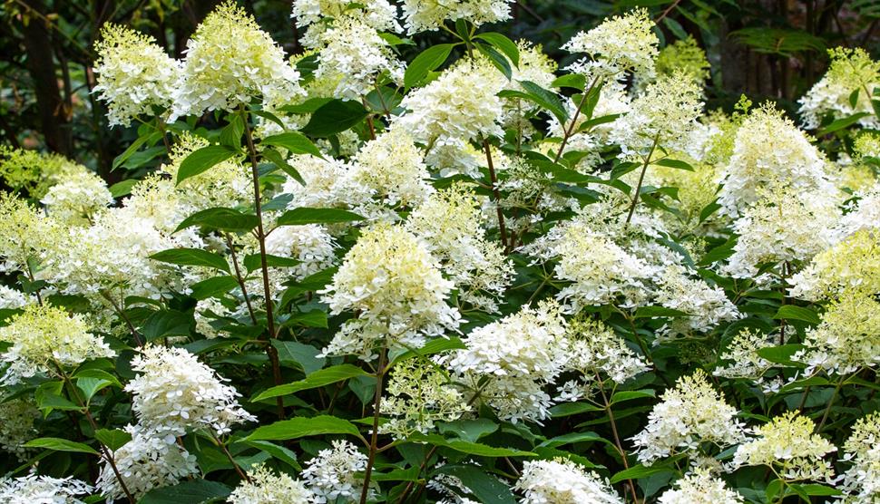 Seasonal Spotlight tours - Hydrangeas at Exbury Gardens & Steam Railway