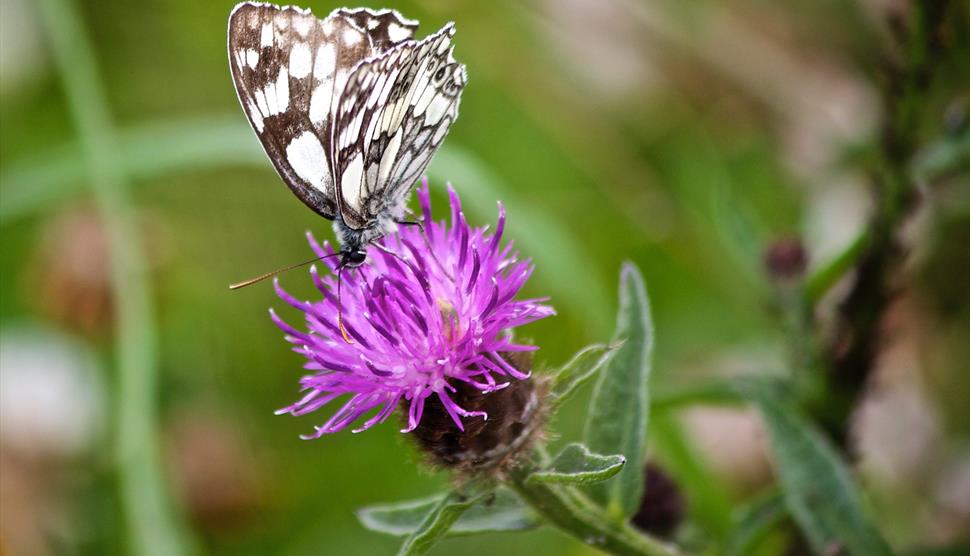 Butterfly Walk