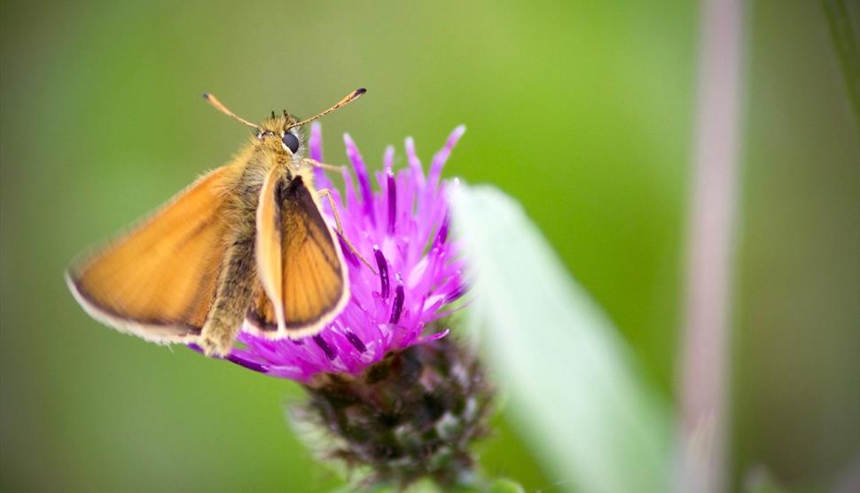 Butterfly Walk