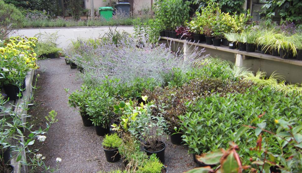 Plant Sale at The Hawk Conservancy Trust