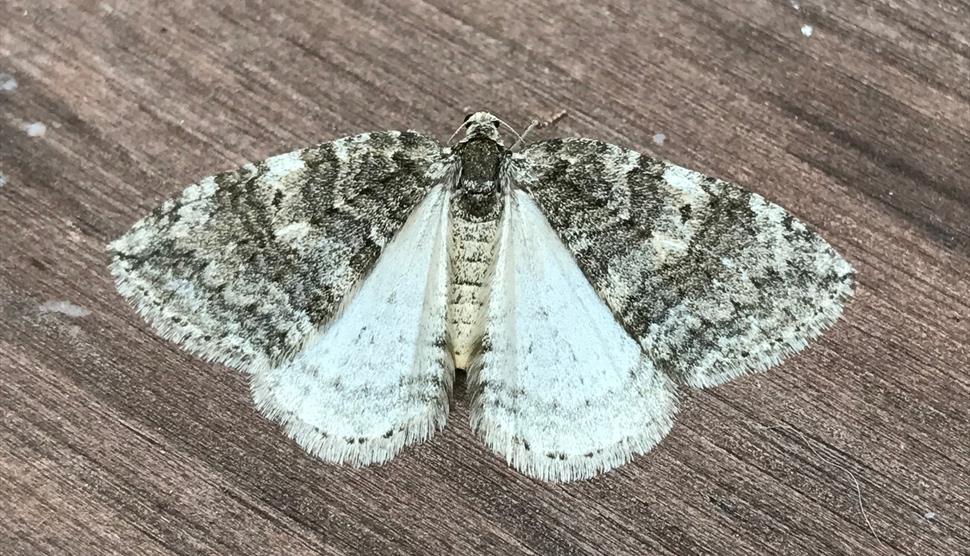 Moth Night at Gilbert White's House
