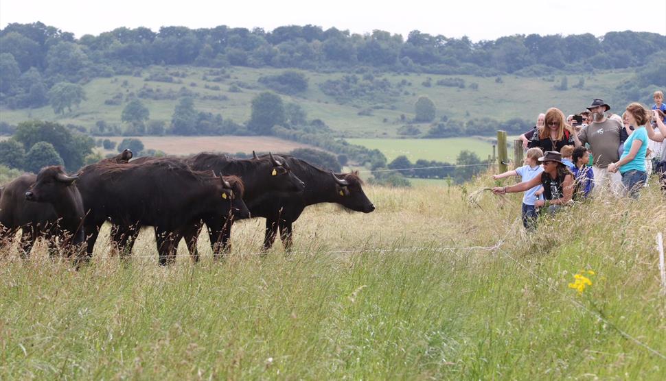 Farm Walks, Music, BBQ & Beer!