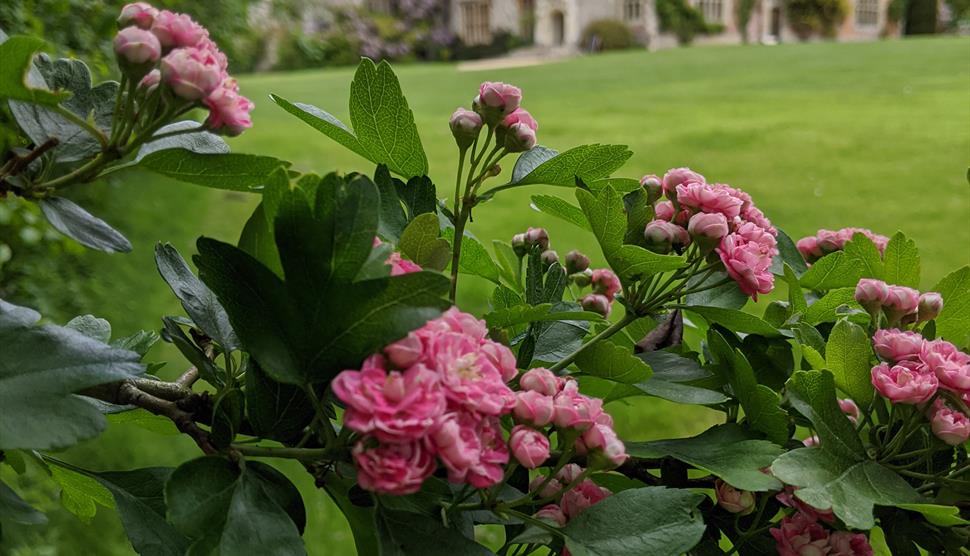 Summer Marquee Weekend at Chawton House