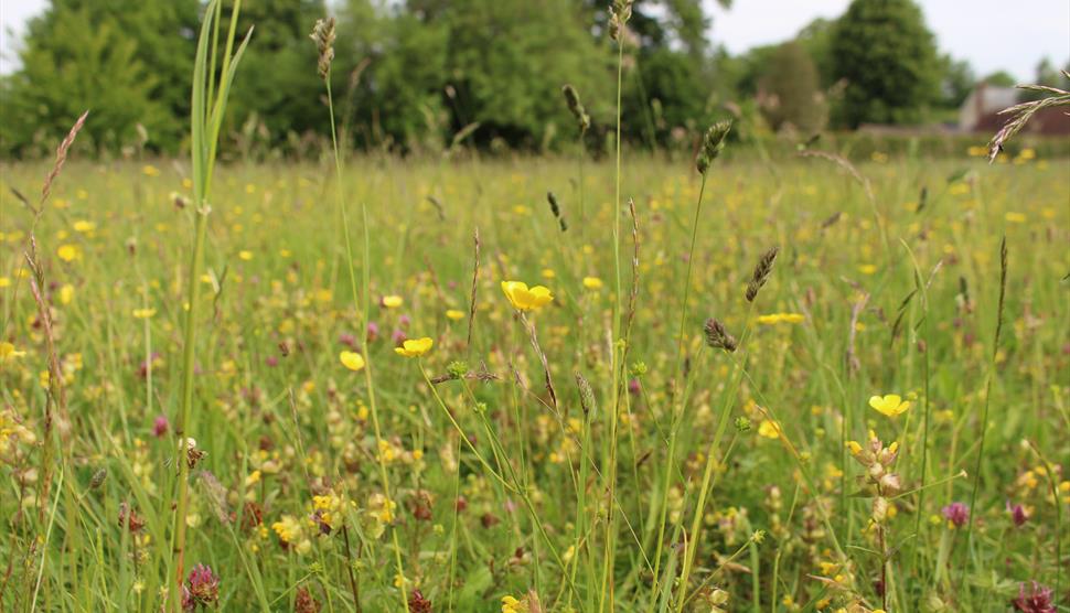 National Meadows Day Guided Walks at Gilbert White's House & Gardens