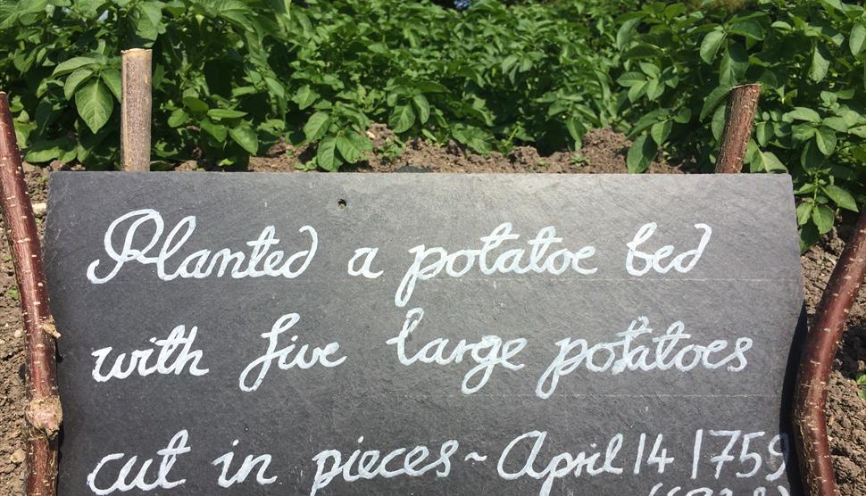 Summer Kitchen Garden Course at Gilbert White's House