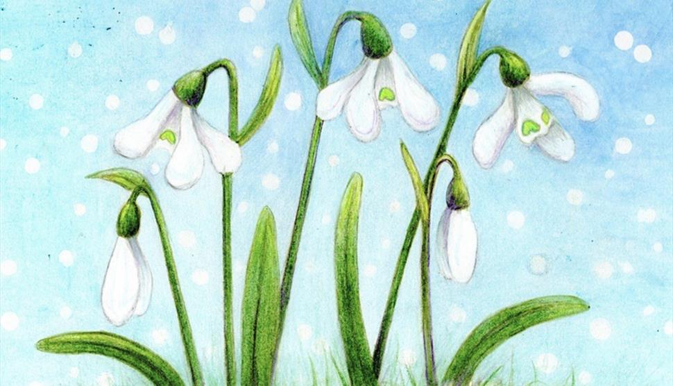 Snowdrops in Watercolour Pencils and Colour Pencils at Sir Harold Hillier Garden