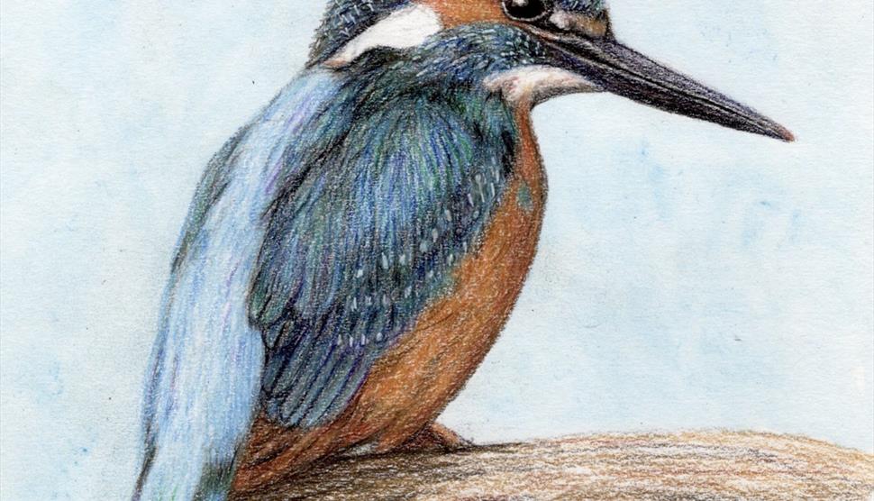 Kingfisher in Colour Pencils at Sir Harold Hillier Garden