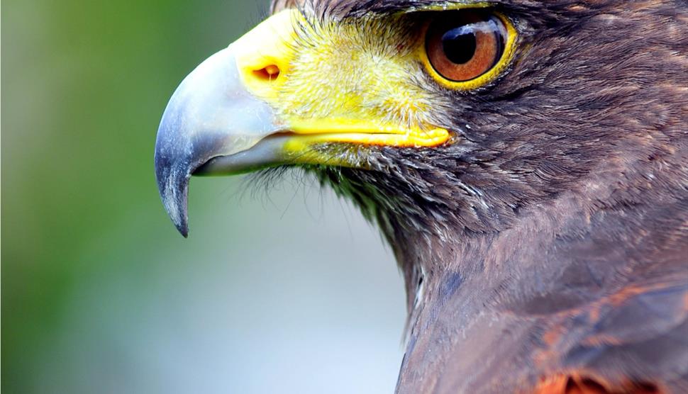 Introduction to Falconry at Sir Harold Hillier Gardens