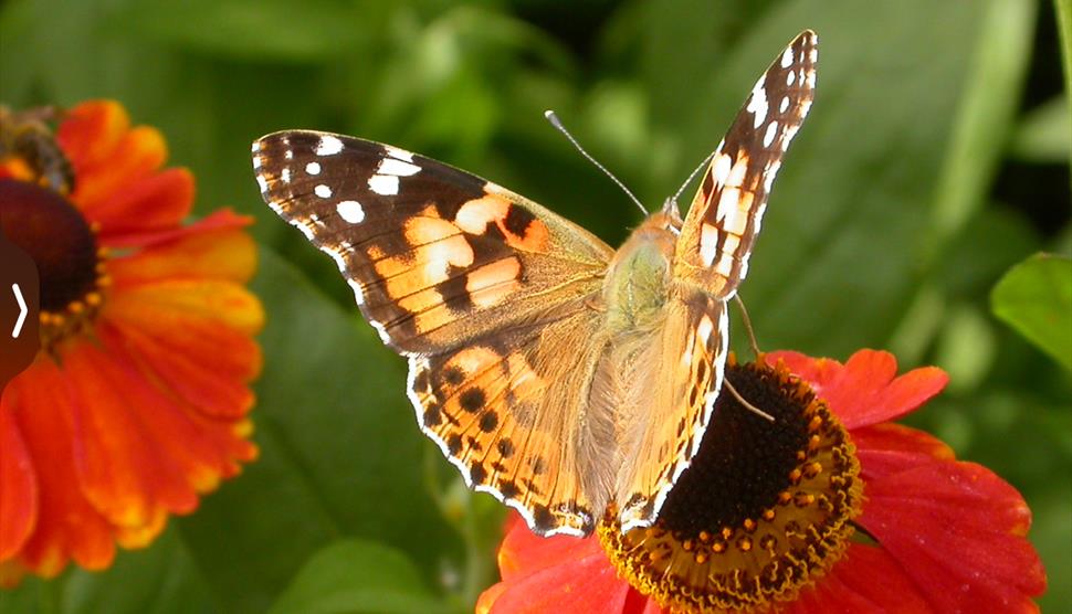 Summer Family Spotter at Sir Harold Hillier Gardens