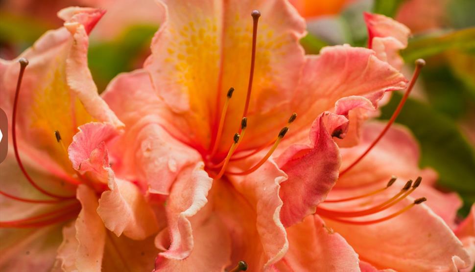 Gurkha Day at Sir Harold Hillier Gardens