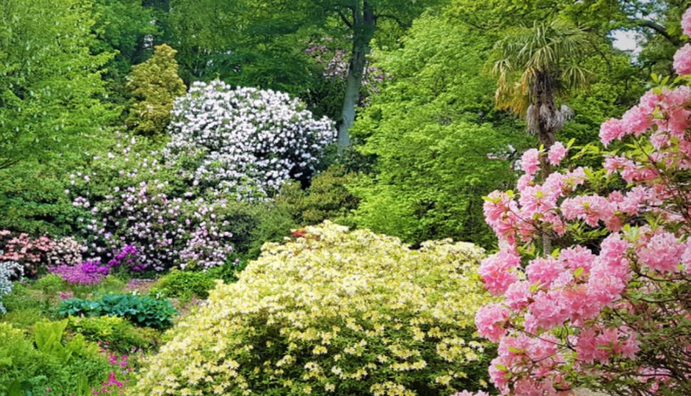 Rhododendron, Camellia and Magnolia Centenary Cup at Sir Harold Hillier Gardens