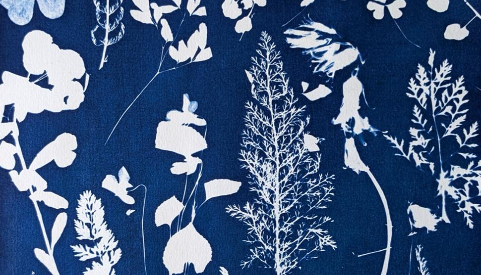 Cyanotype Blueprint at Sir Harold Hillier Gardens