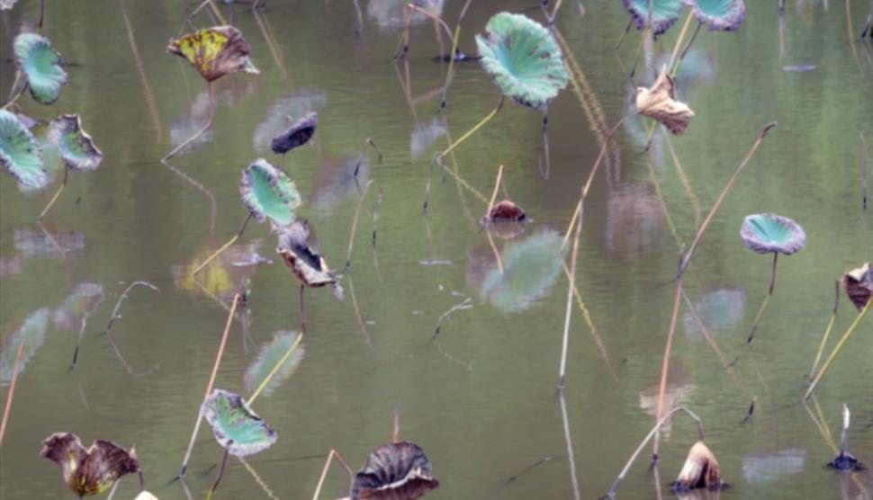 Paul Sansome Photography at Sir Harold Hillier Gardens