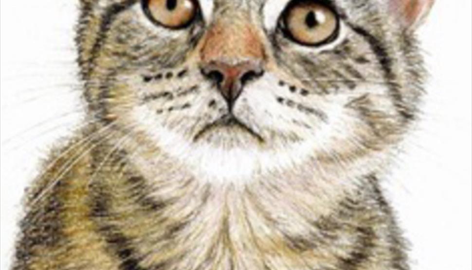 Kitten in Colour Pencil at Sir Harold Hillier Gardens