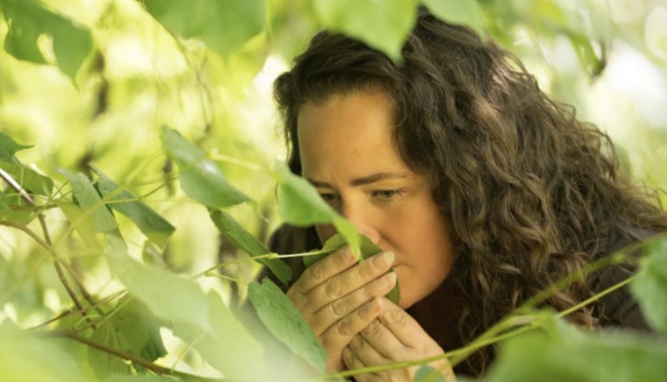The scent of a plant