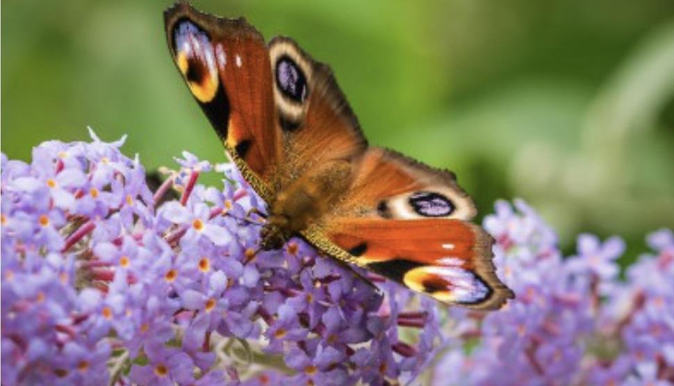 Butterfly on flower