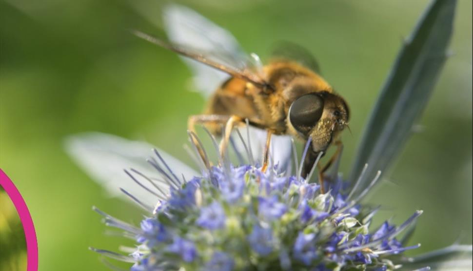 Bee on flower