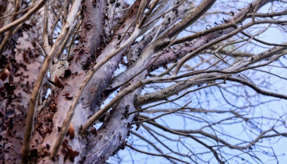 Tree branches