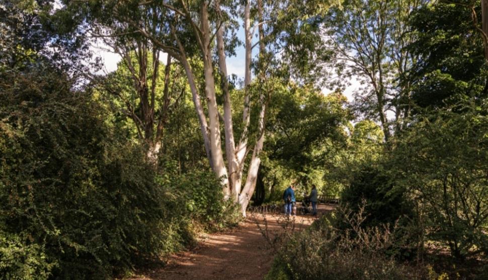 Veteran Trees at Sir Harold Hillier Gardens
