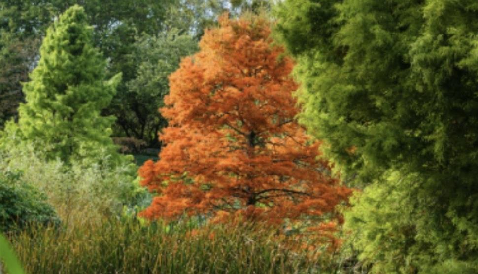 Gardeners' Breakfast and Tour October 2026 at Sir Harold Hillier Gardens