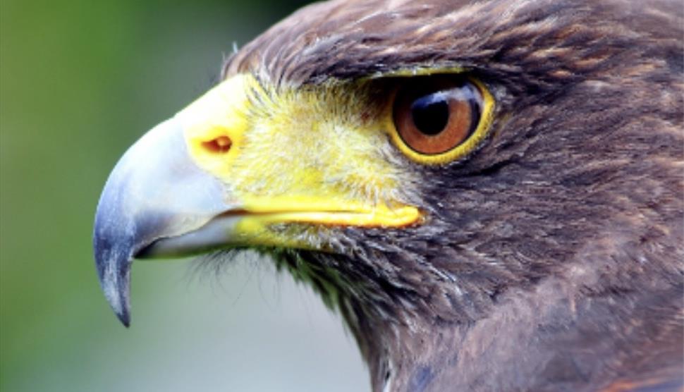 Falconry Photography Day at Sir Harold Hillier Gardens