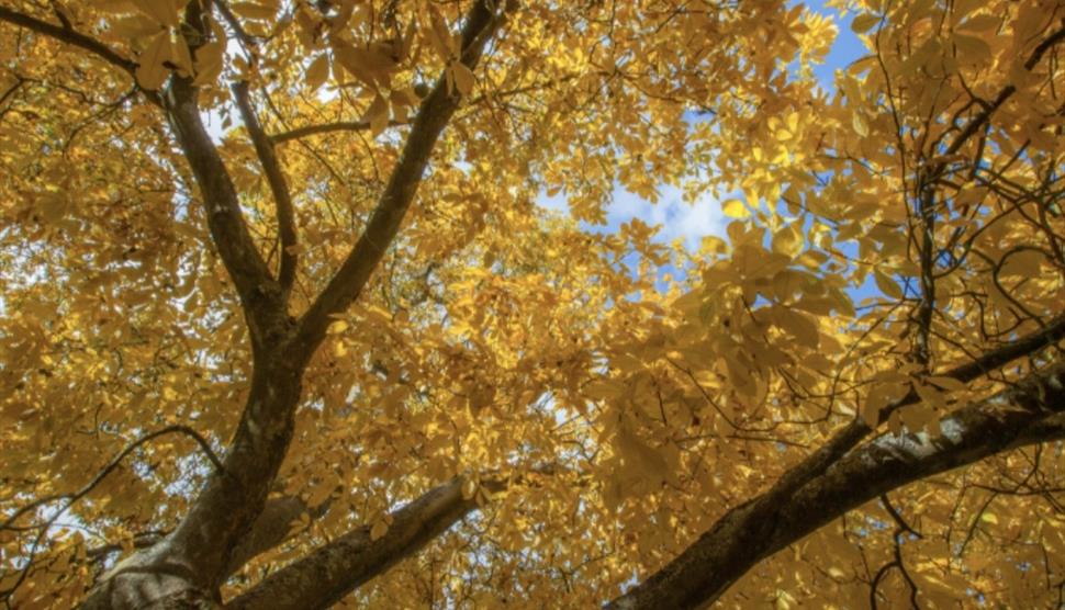 Tree in autumn leaf