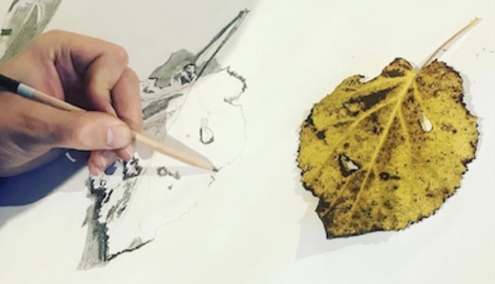 Autumn Seasonal Drawing at Sir Harold Hillier Gardens