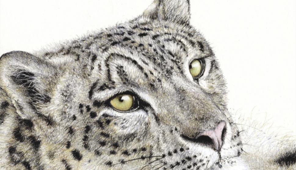 Drawing of Snow Leopard