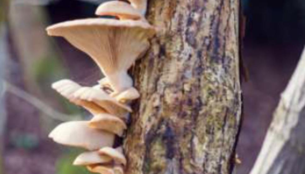 Discovering Tree Fungi at Sir Harold Hillier Gardens