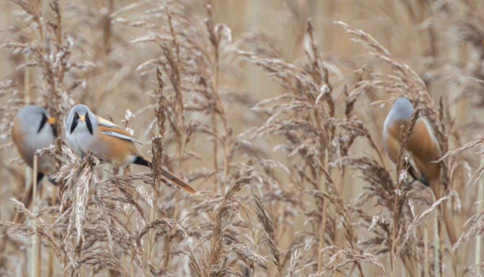 Birds among grasses