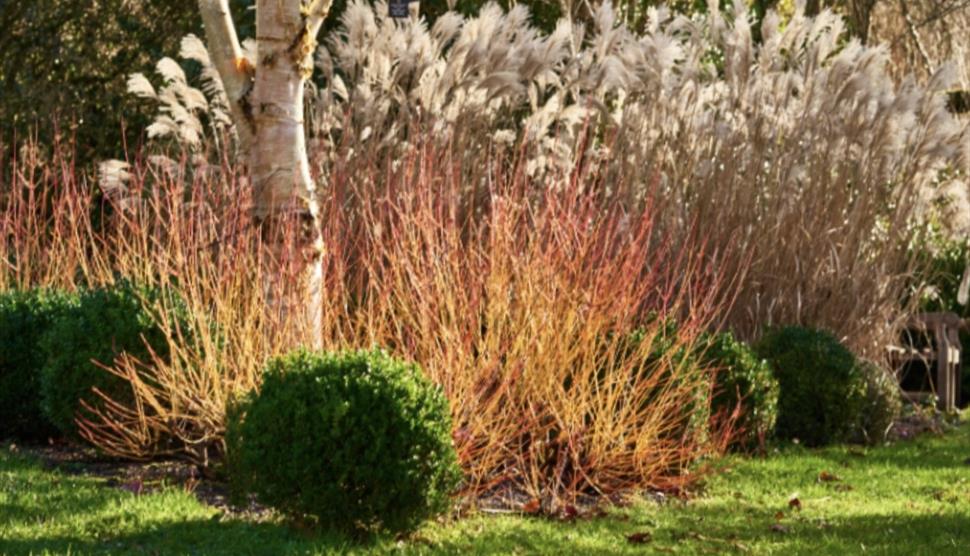 Winter colour