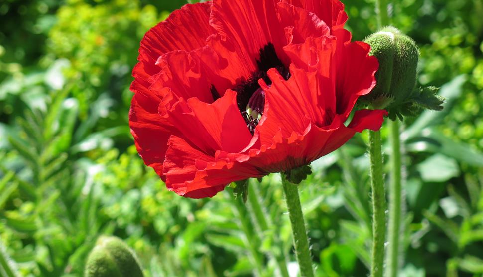 Froyle Open Gardens