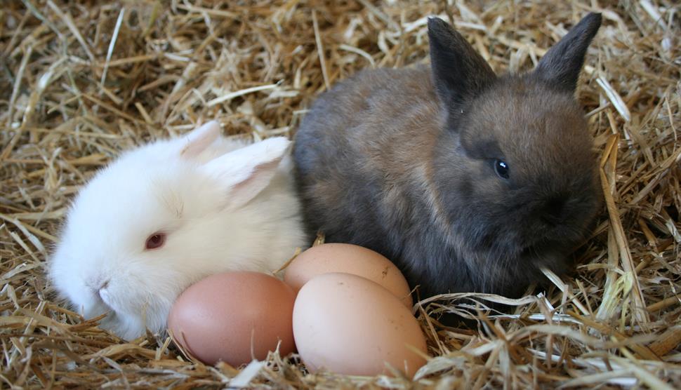 Easter Egg Fun at Longdown Activity Farm