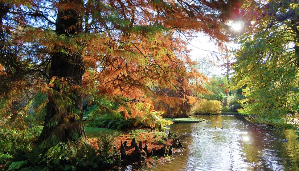 autumn trees at Longstock Park water garden