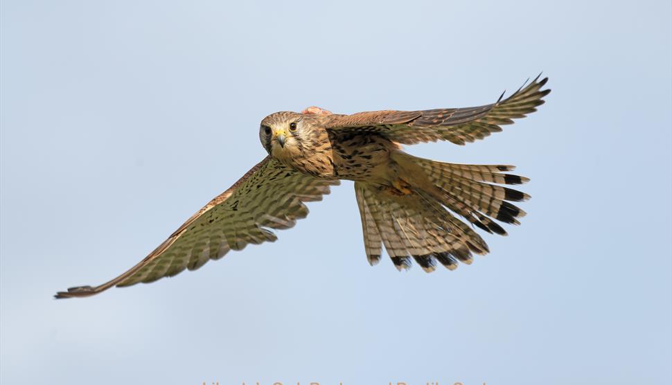 Picture of bird of prey