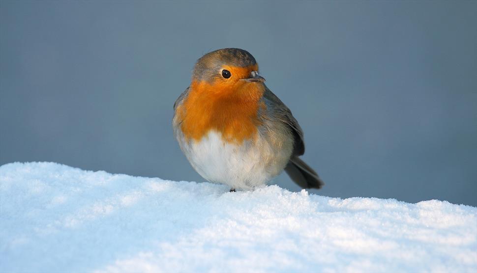 The RSPB Big Garden Birdwatch at Sir Harold Hillier Gardens Visit
