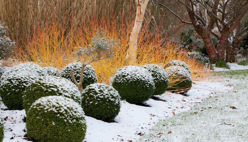 New Year's Day Guided Tour at Sir Harold Hillier Gardens