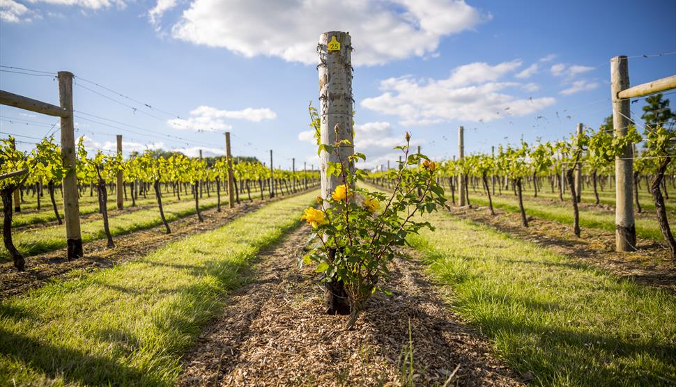 Jenkyn Place Vineyard Tour