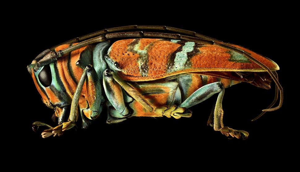 Microsculpture at Willis Museum and Sainsbury Gallery