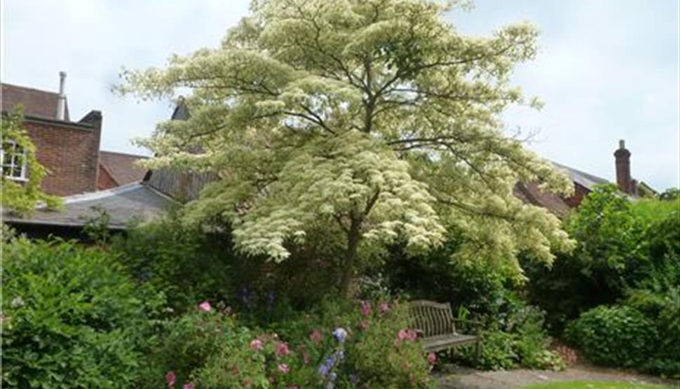 Trees Around the Town at the Allen Gallery